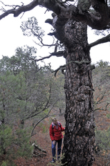 Pinus brutia pityusa