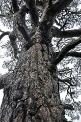 Pinus brutia pityusa