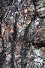 Pinus brutia pityusa