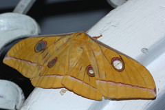 Antheraea jana