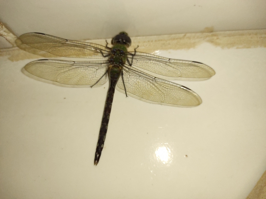 Amazon Darner from SCEN Brasília, DF, Brasil on November 16, 2023 at