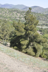 Pinus brutia pityusa