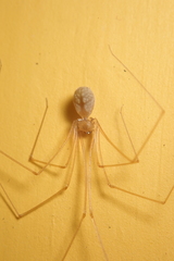 Micropholcus fauroti