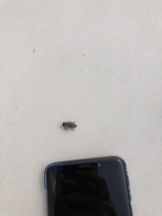 Apis mellifera
