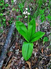 Clintonia udensis