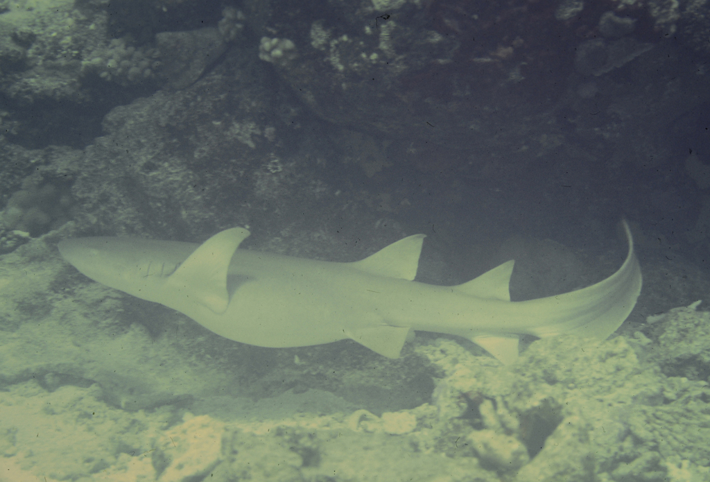 Tawny nurse shark resting on the seabed, fins visible