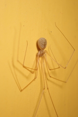 Micropholcus fauroti