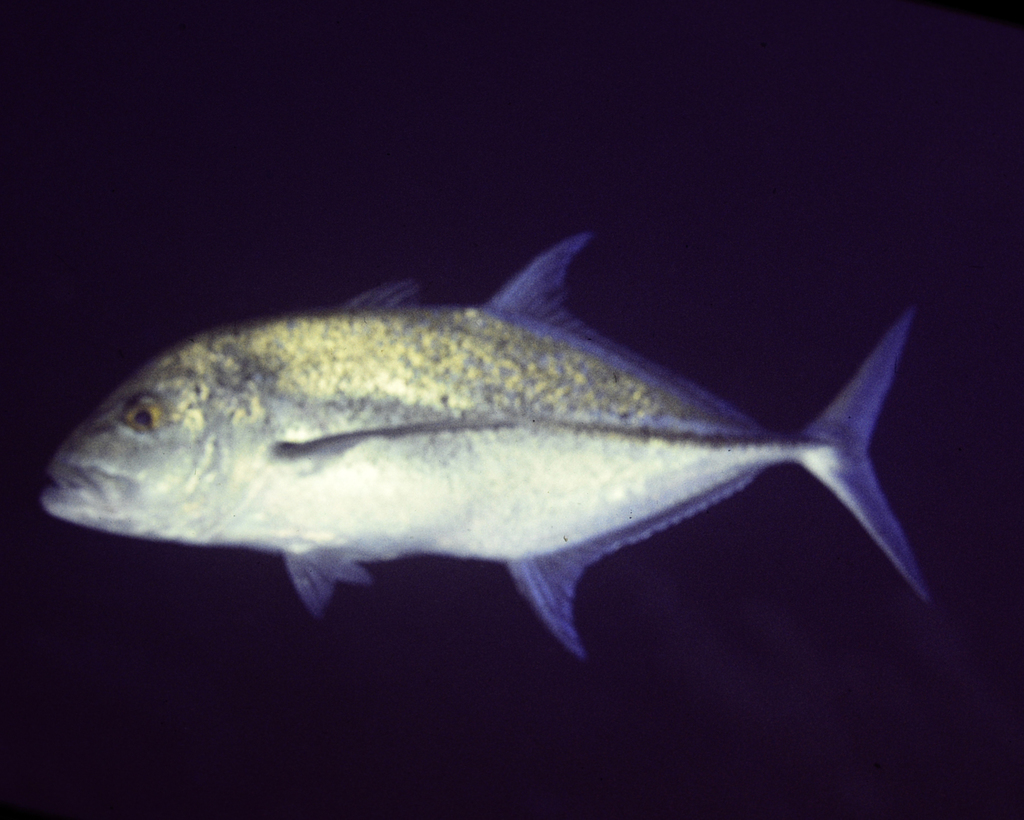 Bluefin trevally