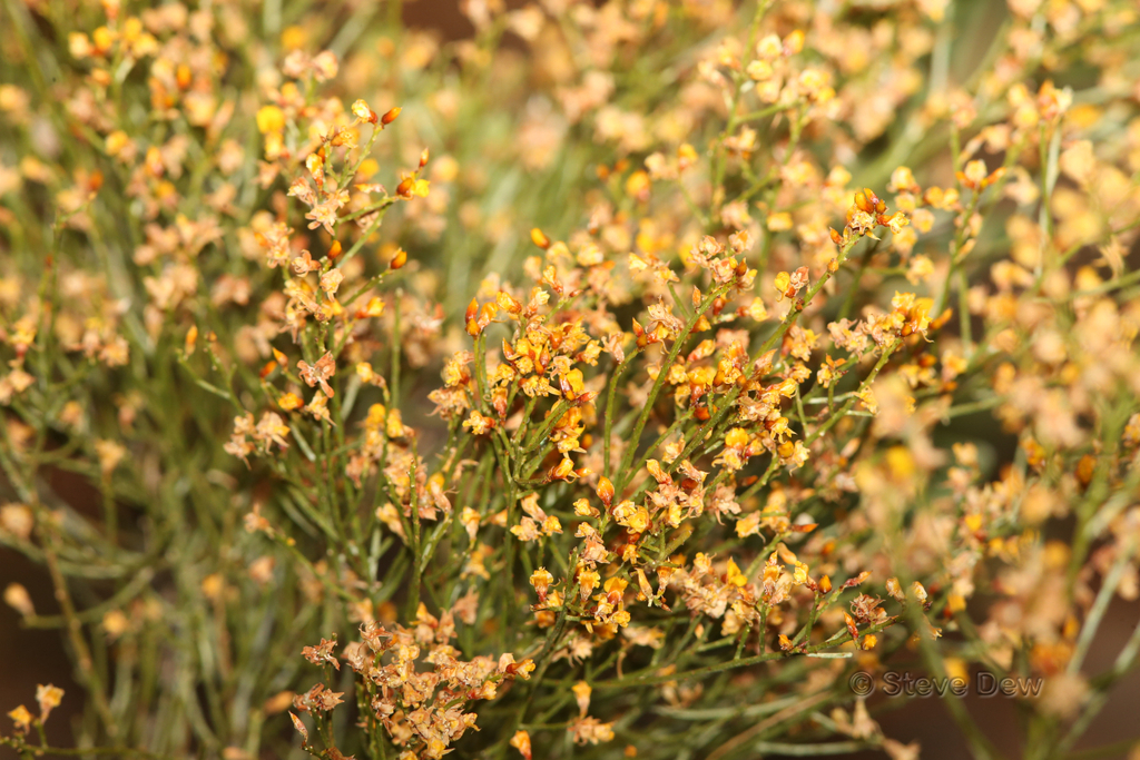 Jacksonia lateritica