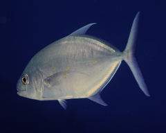 Ferdauia orthogrammus