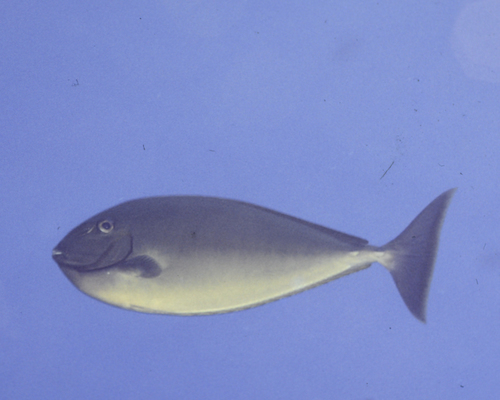 Naso hexacanthus