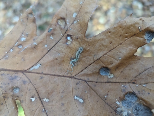Stigmella quercipulchella group photo 5