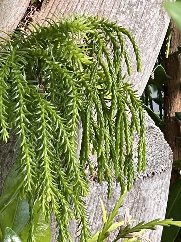 hanging clubmoss