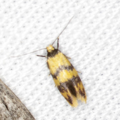 Psaroxantha basilica