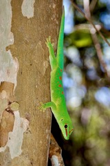 Phelsuma grandis