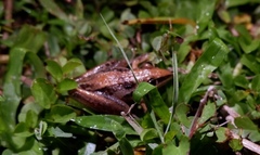 Litoria nasuta
