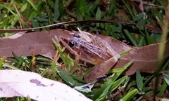 Litoria nasuta