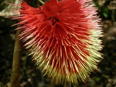 Combretum macrocalyx image