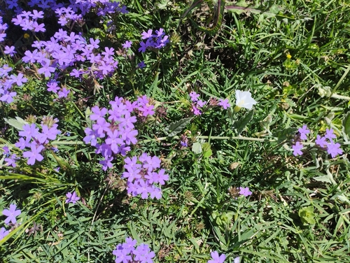 Image of Convolvulus hermanniae by (c) Agustina Medina, some rights reserved (CC BY)