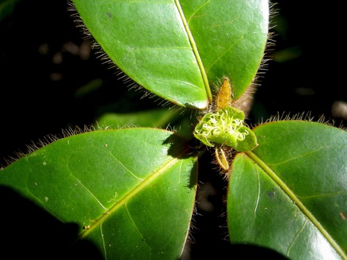 Croton ericius
