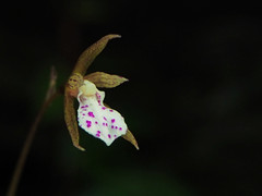 Nervilia nipponica