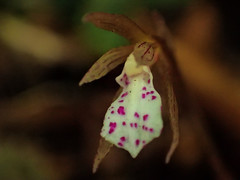 Nervilia nipponica