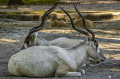 Addax