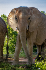 Elephantidae