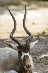 Addax nasomaculatus