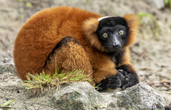 Varecia rubra