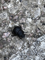 Phanaeus triangularis