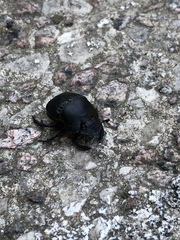 Phanaeus triangularis