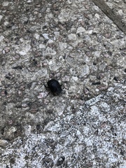 Phanaeus triangularis