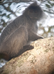 Trachypithecus selangorensis