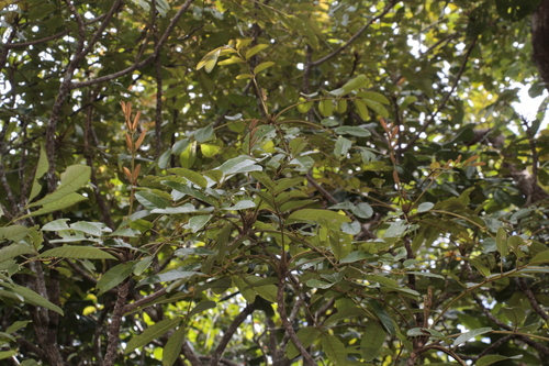 Soulamea cardioptera observed 2023-08-01