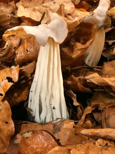 Garbanotoji alvytė nuotrauka