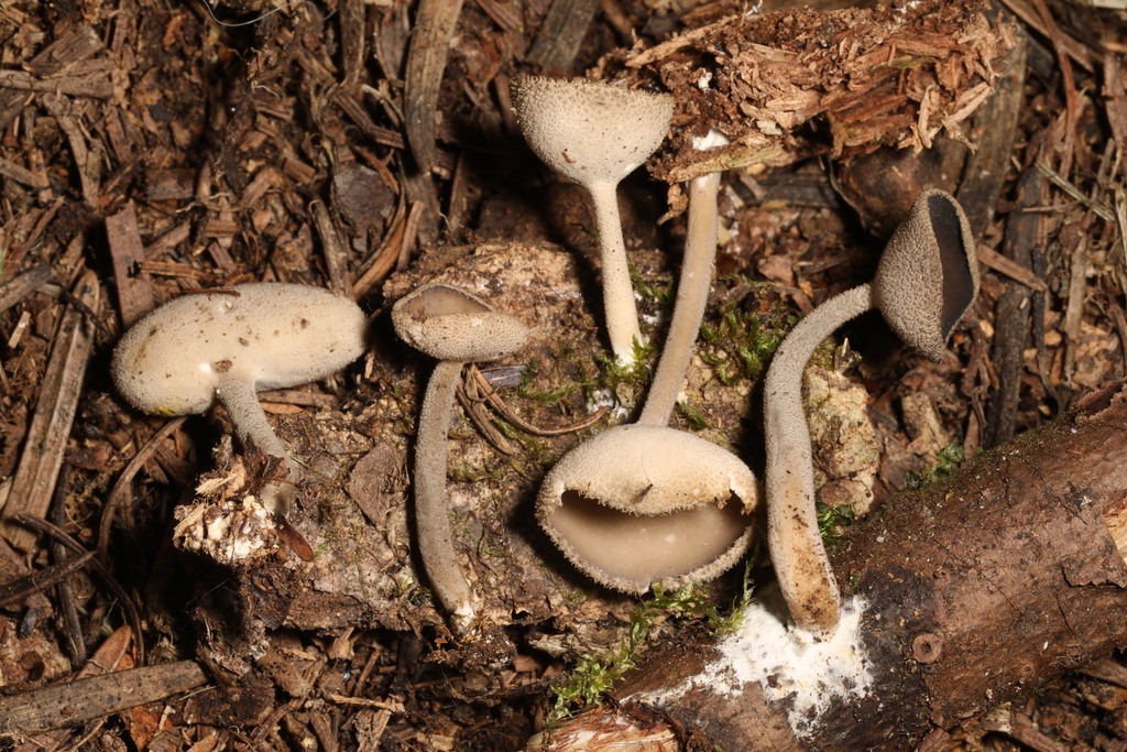 Elfin Saddles from Centre Hall, PA 16828, USA on August 5, 2023 at 02