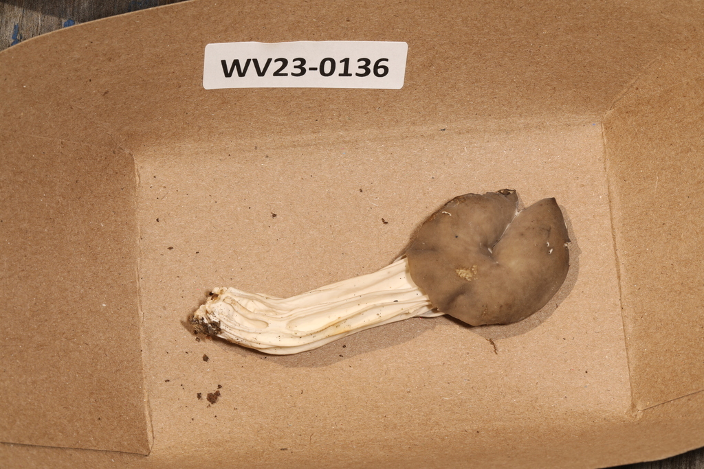 Elfin Saddles from Centre Hall, PA 16828, USA on August 5, 2023 at 02