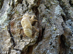 Cicada orni