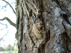Cicada orni