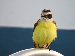 Pitangus sulphuratus