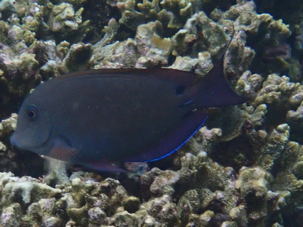 Brown surgeonfish