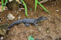 Crocodylia