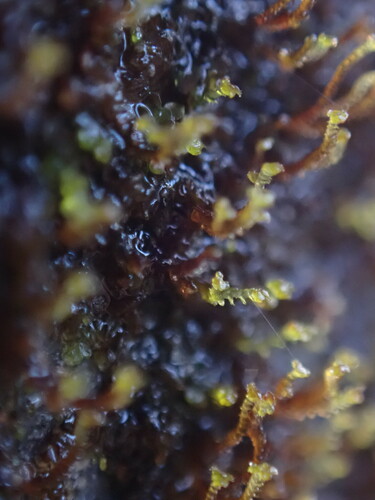 Image of Frullania bolanderi by no rights reserved