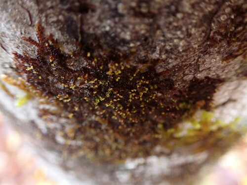 Image of Frullania bolanderi by no rights reserved