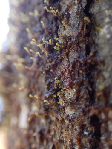 Image of Frullania bolanderi by no rights reserved
