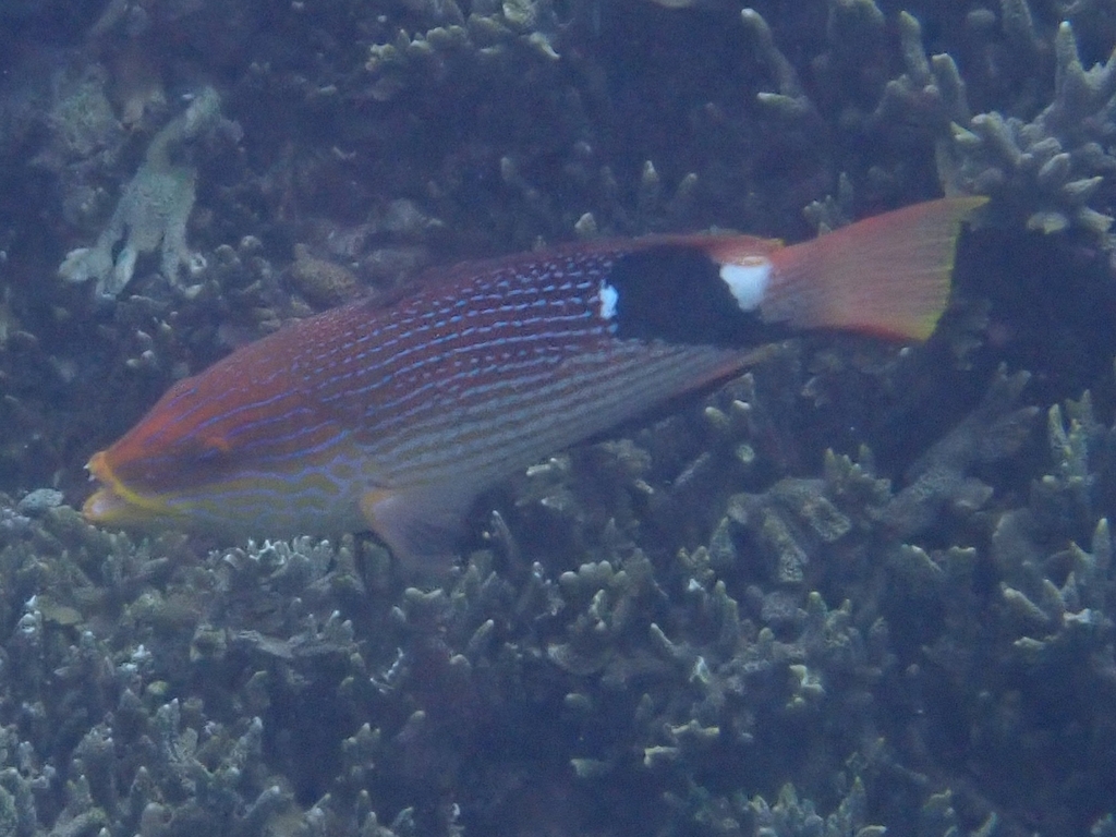 Blackfin hogfish