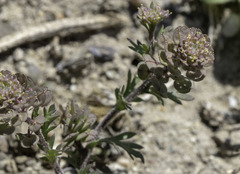 Lepidium oblongum