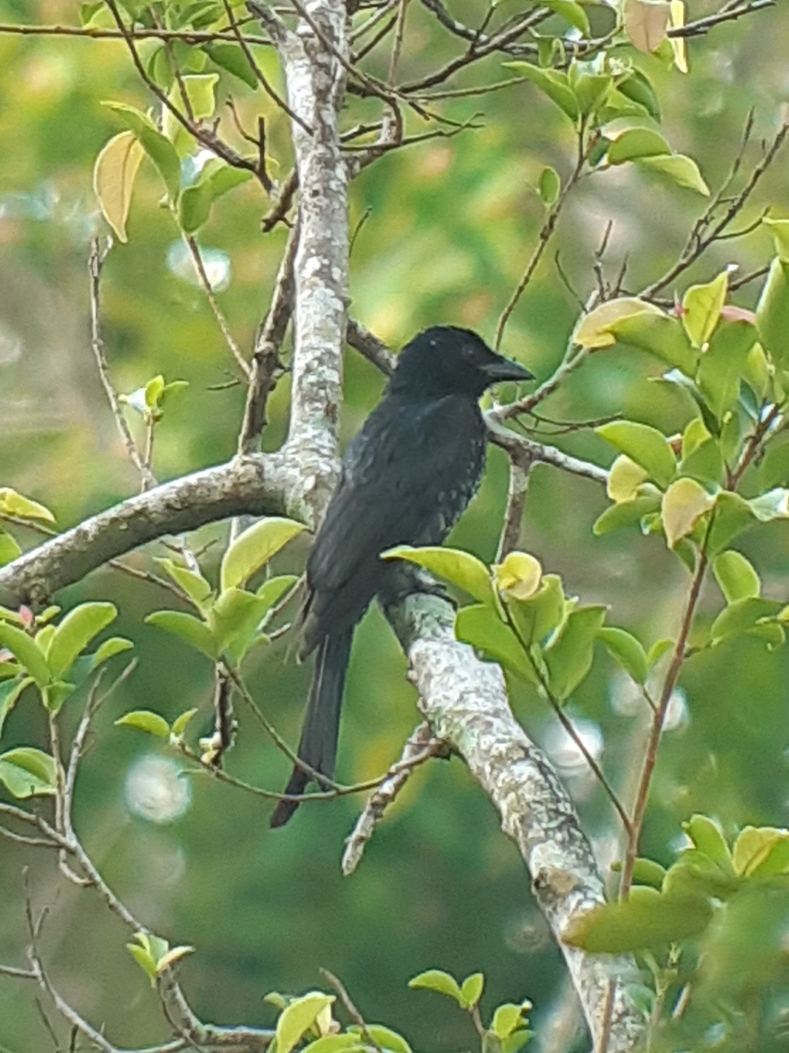 Crow-billed Drongo