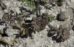 Lepidium oblongum
